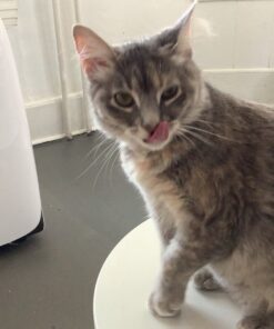 Coastal Pet Safari - Cat Self-Cleaning Slicker Brush - Cat Grooming Supplies Pack of 1 33 81V5eRLsLL