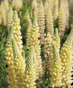 Outsidepride Yellow Lupine Chandelier Wild Flowers - 500 Seeds 10 81V7 Ugo6wL