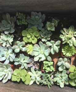 Jiimz 30 Assorted 2" Succulent Plants 21 81VAJS31rLL