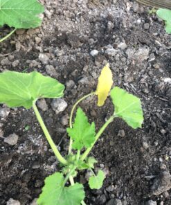 Root Naturally Azomite Rock Dust - 2 Pounds 17 81VAVke5f4L