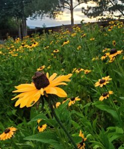 Outsidepride Perennial Rudbeckia Hirta Black-Eyed Susan Wild Flowers - 5000 Seeds 25 81VBLYcuZ0L