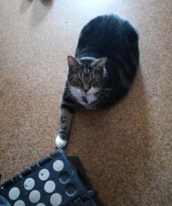 Purina Fancy Feast Grilled Wet Cat Food Seafood Collection in Wet Cat Food Variety Pack - (24) 3 oz. Cans Seafood Variety Pack - 24 Ct. 3 Ounce (Pack of 24) 43 81VCz3P8vqL