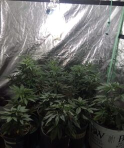 VIVOSUN S558 5x5 Grow Tent, 60"x60"x80" High Reflective Mylar with Observation Window and Floor Tray for Hydroponics Indoor Plant for VSF6450 60"x60"x80" Black 65 81VDIS2NL