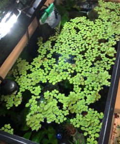12 Water Spangles (Salvinia Minima), Live Aquarium/Aquatic/Floating/Pond/Freshwater Plant by G&Z 33 81VF6C y5L