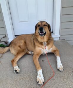 BV Pet Tie Out Cable for Dogs Up to 125 Pounds, 30 Feet (Red/ 125lbs/ 30ft) 125lbs/ 30ft/ Red 38 81VG4f 7TkL