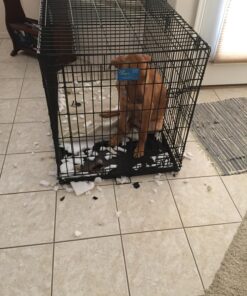 MidWest Homes for Pets Dog Crate Life Stages 36' Double Door Folding Metal Dog Crate | Divider Panel, Floor Protecting Feet, Leak-Proof Dog Pan | 35.63 in x 24.45 in x 21.93 in ,Intermediate Dog Breed 36.0"L x 23.0"W x 25.0"H Lifestages; Double Door 58 81VG7vVah7L