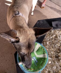 Chuckit Max Glow Paraflight Flying Disc Dog Toy, Large (9.75"), Green And White Green/Max Glow 27 81VGg0zLlQL