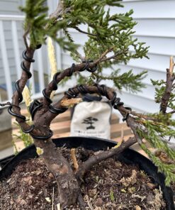 Anodized Aluminum Bonsai Training Wire 5-Size Starter Set with Canvas Bag - 1.0mm, 1.5mm, 2.0mm, 2.5mm, 3.0mm (147 feet total) - Choose Your Color (5 Sizes, Black) 5 Sizes 29 81VHFD63PKL