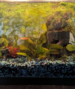 Florida 10 Species Live Aquarium Plants Bundle 37 81VIhRnbLUL