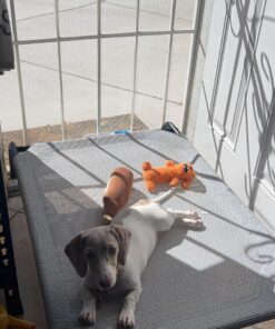 COOLAROO The Original Cooling Elevated Dog Bed, Indoor and Outdoor, Medium, Grey 42.0"L x 25.5"W x 8.0"Th 29 81VJRSaZlDL