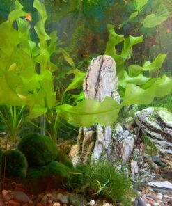 Aponogeton Ulvaceus Bulb - Aquarium Plant for Aquariums with temperatures Under 72F 58 81VL8FoM3dL