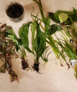 Florida 10 Species Live Aquarium Plants Bundle 47 81VQJBiK3YL