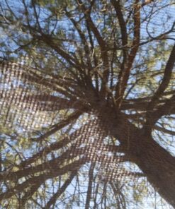 Wenzel Klondike 8 Person Water Resistant Tent with Convertible Screen Room for Family Camping Grey/Taupe 71 81VSRy7xzsL