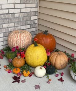 Outsidepride Zinnia Elegans Lilliput Heat & Drought Tolerant Garden Cut Flower Mix - 1000 Seeds Lilliput Mix 59 81VSwX5W4EL