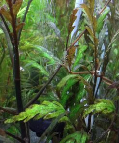 DIY CO2 Generator System Kit with Pressure Gauge Air Flow Adjustment Valve - Pressurized CO2 Kit for Aquarium Plants Tube Valve for Bottle - CO2 Regulator Aquarium for CO2 Diffuser - Grow System 43 81VVBixX6oL