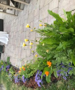 Wildflower Seeds Edible Flowers Mix - 1 Ounce Over 7,000 Open Pollinated Annual and Perennial Seeds 1 Ounce Packet 46 81VWsrqUDHL