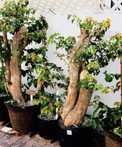 SUPERthrive The Original Vitamin Solution - Liquid Concentrate, May Add to Any Fertilizing Program, 4 fl. oz. 4 Ounces 42 81VZ3m clEL