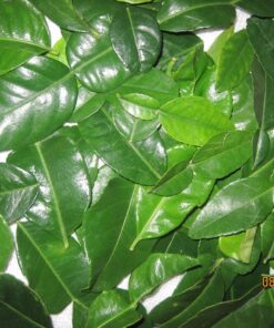 Fresh Kaffir Lime Leaves (Thai Lime Leaves) 1 Oz. ใบมะกรูด, 24 81VZeft8xoL