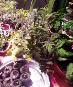 AGLEX 420W COB LED Grow Light, Full Spectrum Plant Grow Lamp with Daisy Chain Veg and Bloom Switch for Hydroponic Greenhouse Indoor Plant Veg and Flower (C2000) C2000 47 81Va8ipx1CL