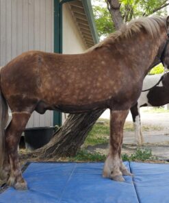 We Sell Mats 4 ft x 8 ft Gymnastics Mat, Folding Tumbling Mat, Portable with Hook & Loop Fasteners 4 ft x 8 ft x 2 in Blue 21 81VbCagYKaL