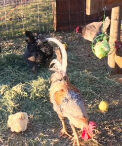 Ware Manufacturing Chick-N-Veggie Treat Ball 18 81Vc90k3NjL