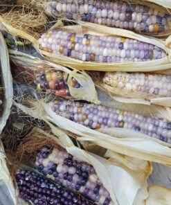 Glass Gem Indian Corn Heirloom Seed - The Most Beautiful Corn in the World! 52 81Vh91LSgrL