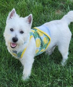 Amzey Appetizing Mealworms 5 LBS- 100% Non-GMO Dried Mealworms - Large Meal Worms - High Protein Treats- Perfect Mealworm for Chickens, Ducks, Turtles, Blue Birds, Lizards - Bag of Mealworms 5 LBS Seafood 15 81ViX8ZQwVL