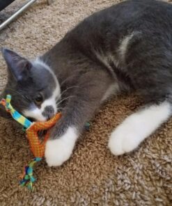 Petstages Dental Health Chews Pair Dental Chew 38 81ViZHtpcLL