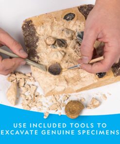 NATIONAL GEOGRAPHIC Mega Fossil Dig Kit - Excavate 15 Genuine Prehistoric Fossils, Kids Educational Toys, Great Science Kit Gift for Girls and Boys (Amazon Exclusive) 25 81Viaf77naL