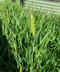 Hard Red Winter Wheat Berries | 5 LBS | Family Farmed in Washington State | Non-GMO Project Verified | 100% Non-Irradiated | Certified Kosher Parve | Field Traced | Burlap Bag 5 Pound (Pack of 1) 43 81VivGWz1cL