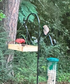 Wild Wings WWCF23 Cedar Tray Bird Feeder 34 81W1dgMyLL