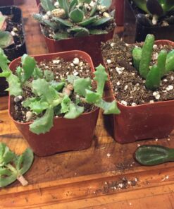 Succulent Assorted Pack- Perfect for Weddings, Party Favors, Home Gardens, and Social Events by Jiimz (15 Pack) 95 81W3Ktk5B5L