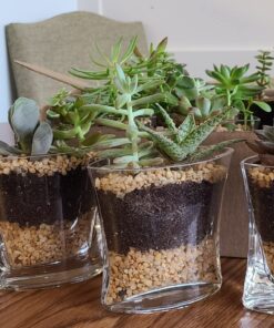 Shop Succulents | Unique Collection of Live Succulent Plants, Hand Selected Variety Pack of Mini Succulents | Collection of 12 6-Pack 53 81W5bsy QWL