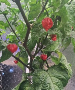 Moruga Scorpion Pepper - Grow Your Own Hottest Pepper in the World! - 2,000,000SHU 3oz/85gr 25 81W7bXzgLtL 1