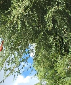 Mosquito Barrier Natural Outdoor Insect & Pest Repellent Spray - 1 Gallon 9 81W8uKrp NL 1