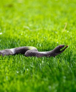 Fun Central 12 Pack - Realistic Rubber Snakes Toys for Garden in Bulk - 22 inches 25 81W9XB1yWL