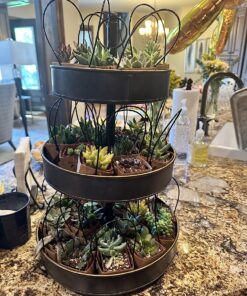 Shop Succulents Unique Succulent Plant Pack Bulk Collection - Live Mini Succulent Plants, Low Maintenance, Exceptional Colors & Textures - Wedding and Party Favors, Gift & Garden, Pack of 20 20-Pack Succulent Packs 46 81WEZTAT2L