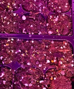 Seed Needs, Bee Balm Seed Packet Collection (3 Individual Varieties of Seed for Planting) Non-GMO & Untreated 26 81WEZvdG9QL