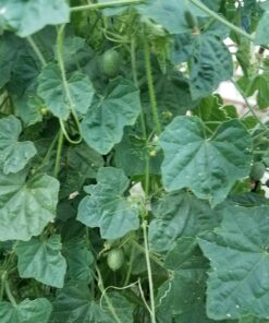 Mexican Miniature Watermelon 15 Seeds -Melothria scabra 22 81WHUJbf8EL
