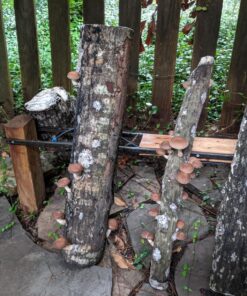 100 Shiitake 100 Mushroom Plug Spawn Edible Mycelium Plugs 47 81WPLjFGNlL