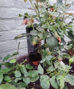 REMIAWY Plant Watering Devices 6 Pack Terracotta Vacation Plant Waterer Wine Bottle Watering Stakes Slow Release Plant Watering Spikes Perfect Self Watering Devices for Indoor Outdoor Plants 32 81WPOFa2tzL