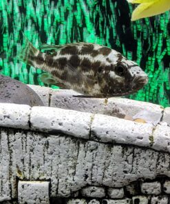 Seachem Prime Fresh and Saltwater Conditioner - Chemical Remover and Detoxifier 500 ml 33 81WRPUFY4uL