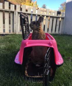 Petmate Two Door Pet Kennel for Pets up to 15 Pounds, Pink/Black, 19" Long, Made in USA Two-door 19.0"L x 13.0"W x 10.0"H 41 81WSafrISeL