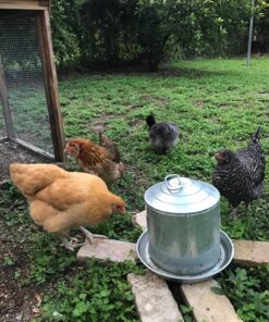 LITTLE GIANT Galvanized Double Wall Founts 2 Gallon 18 81WSf8LRbQL