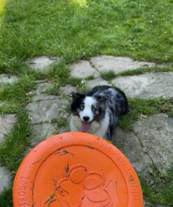 West Paw Zogoflex Zisc Dog Flying Disc, High Flying Aerodynamic Disc for Dogs Puppy – Lightweight, Floatable Disc for Fetch, Tug of War, Catch, Play – Doubles as Food/Water Bowl, Large 8.5", Tangerine 1 23 81WUbPVWcEL