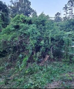 Fiskars Machete Axe - 18" Curved Blade with Nylon Sheath - Lawn and Garden Tools - Orange/Black 36 81WUpWtIXeL