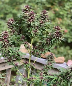 FoxFarm Ocean Forest Potting Soil, 1.5 cu ft, brown/a (FX14000) 25 81WUq2o5SYL