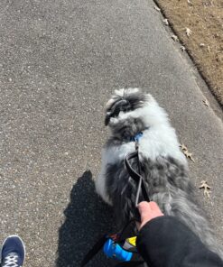 Leashboss 3X - Two Handle Dog Leash with Extra Traffic Handle - Heavy Duty Double Padded Handle Lead for Walking and Training Large Dogs - Large Dog Leash for Control and Training 23 81WYNdETVOL