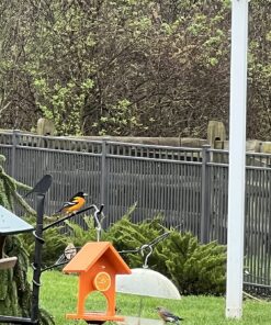 Songbird Essentials SERUBFJF Fruit and Jelly Oriole Feeder (Set of 1) 58 81WYicZYkjL