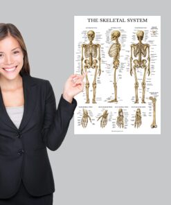Palace Learning 4 Pack - Anatomical Poster Set - Laminated - Muscular, Skeletal, Ligaments of the Joints, Anatomy of the Spine - Anatomy Chart Set (LAMINATED, 18” x 24”) 18” x 24” 13 81WYzEKDKJL 1